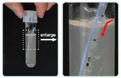 anti microbial agent