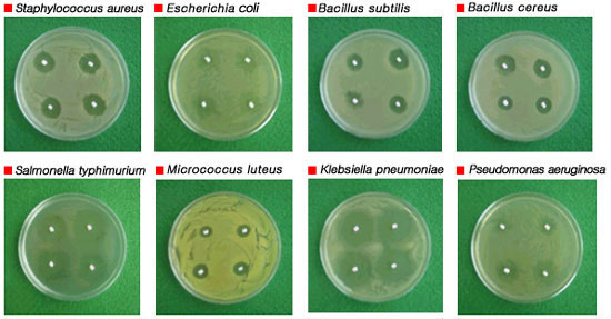 master batch manufacturers